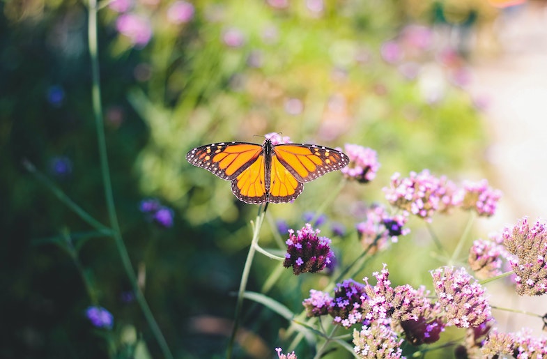 Back from the Brink: Bay Area’s Monarch Butterflies