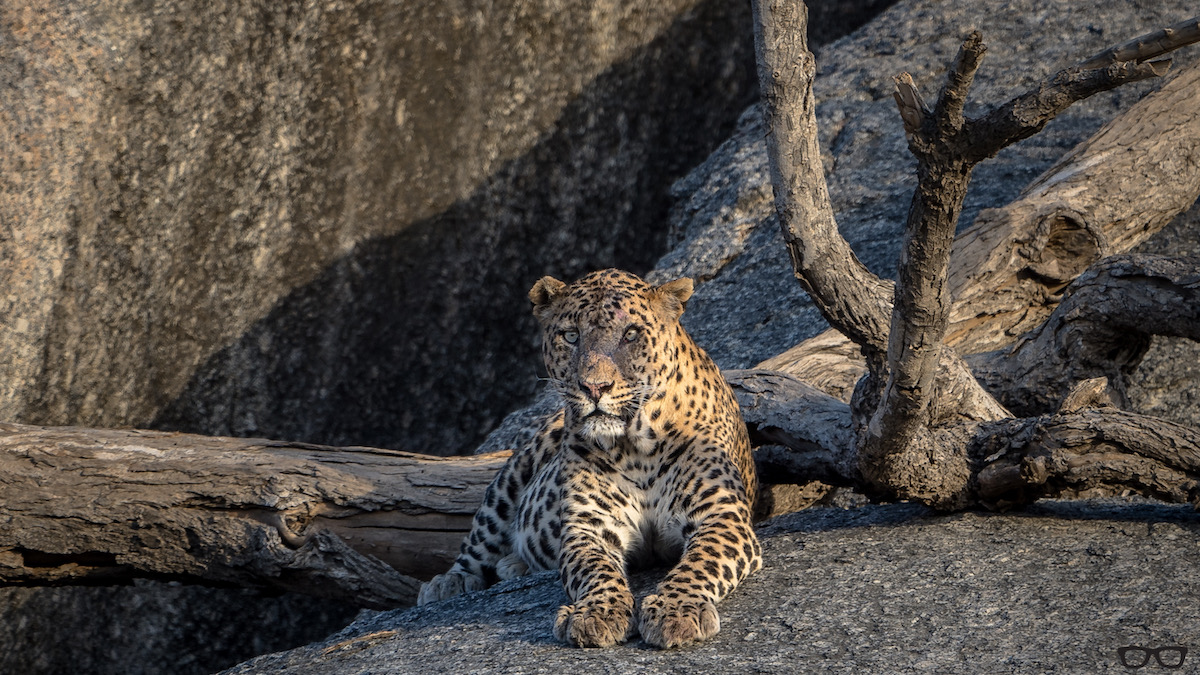 Hug A Tree, Spot A Leopard In Rajasthan
